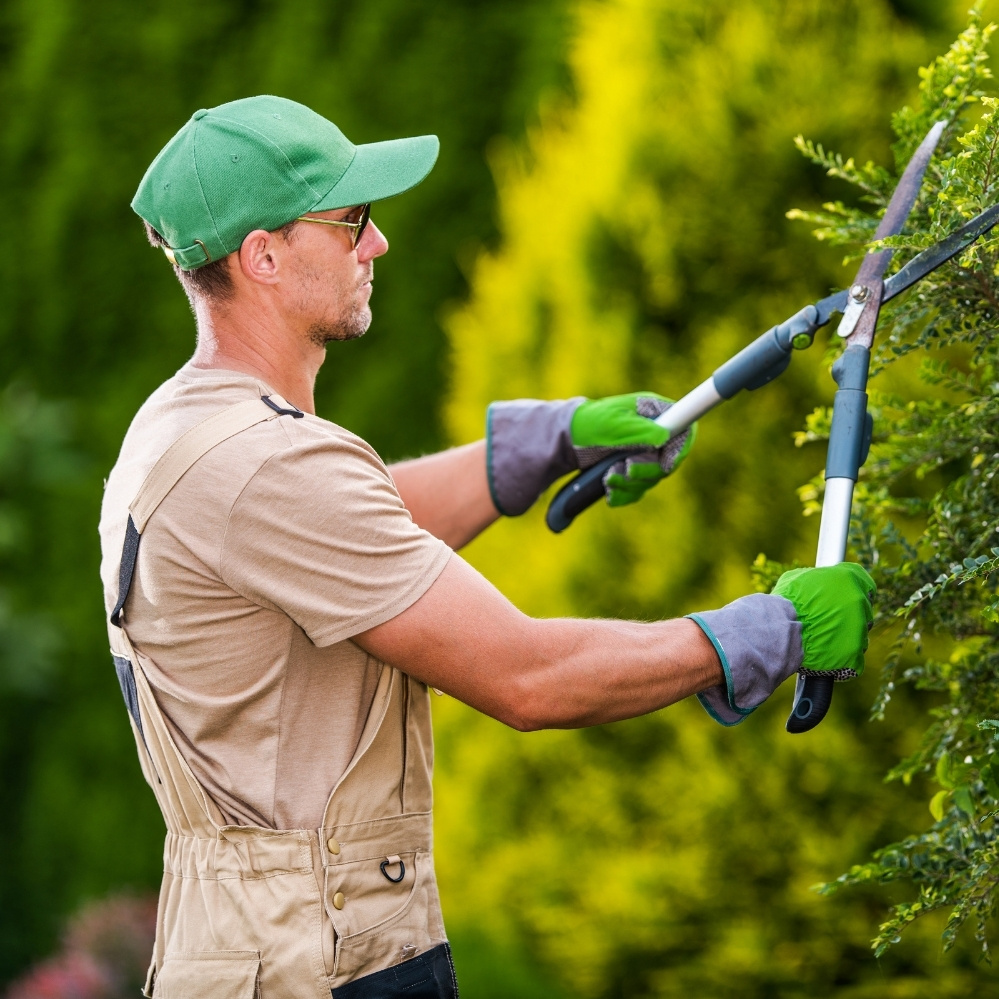 Mantenimiento áreas verdes